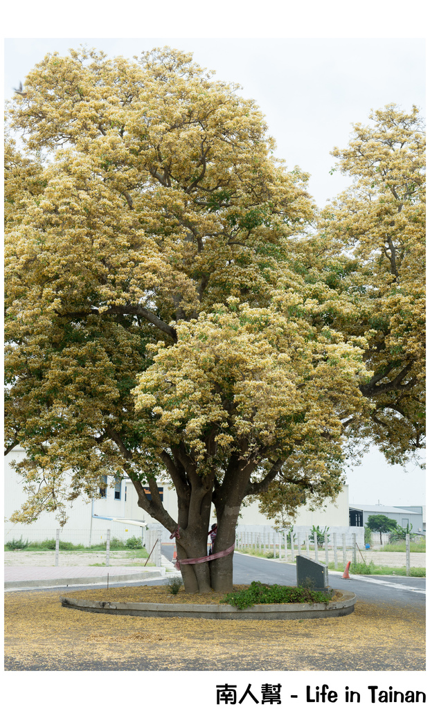 【台南市安南區-花木】安南區代天府旁#百年魚木#盛開中