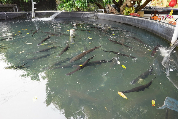 沙里仙鱘龍魚餐廳