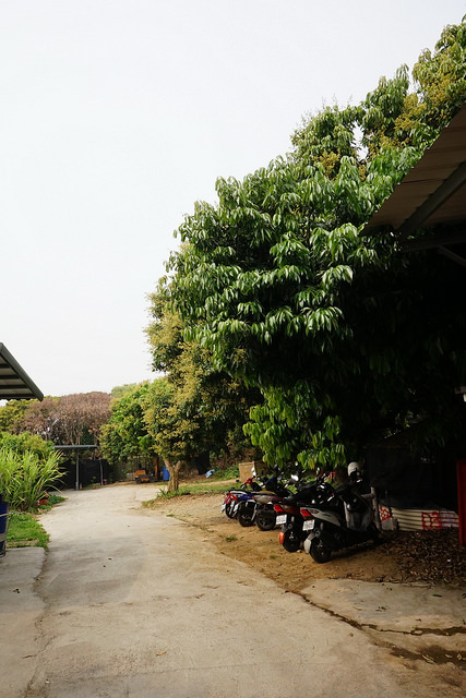 沙里仙鱘龍魚餐廳