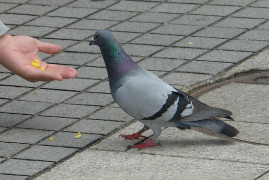 北海道(五)札幌