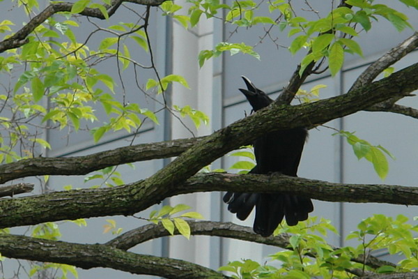 北海道(五)札幌