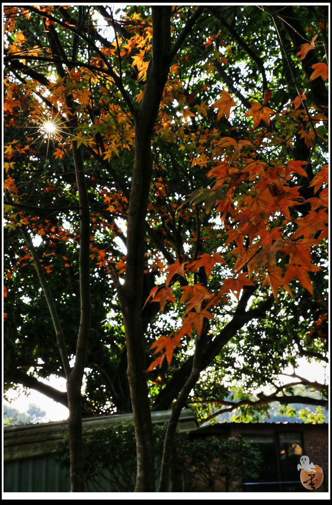 [桃園]親子、寵物餐廳-老爸的後花園  by蛋拔