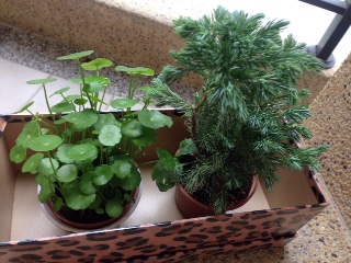繡球花跟扁柏???