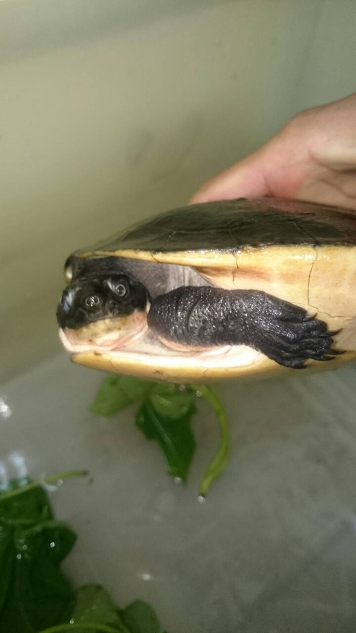 撿到烏龜