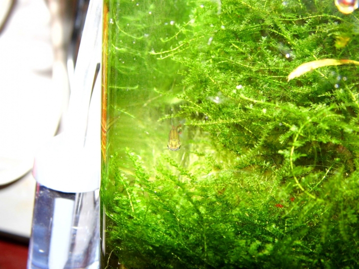 水草問題