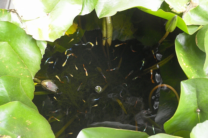 有人要養孔雀魚嗎?