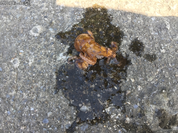 .這是在東北角不小心吸到我朋友的章魚.