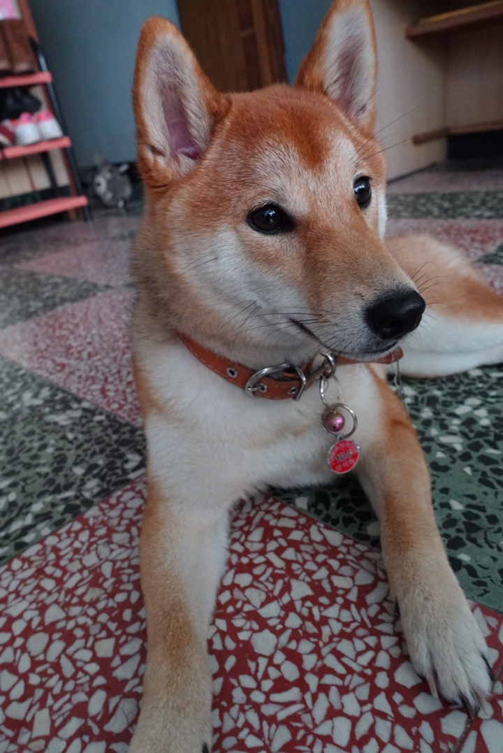 Sony RX100M3 防震