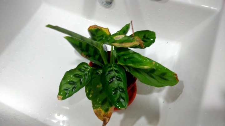 請幫我看看我的野兔耳.熊貓竹芋.瑪莉安.嫣紅蔓.還有愛玉粗勒草.百里香
