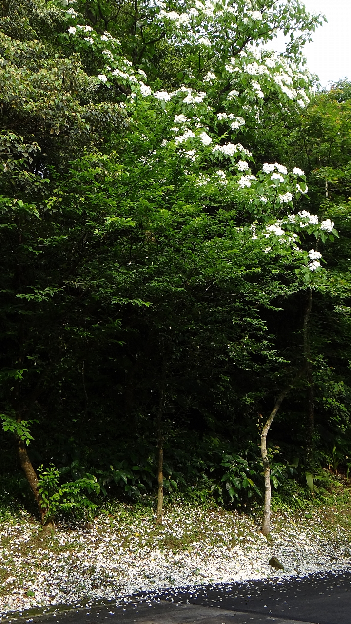 20150501汐平公路桐花滿載