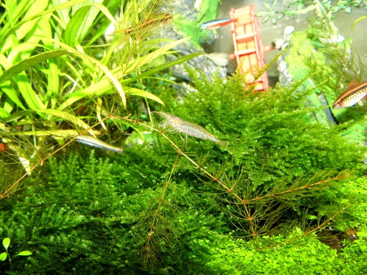 水草問題