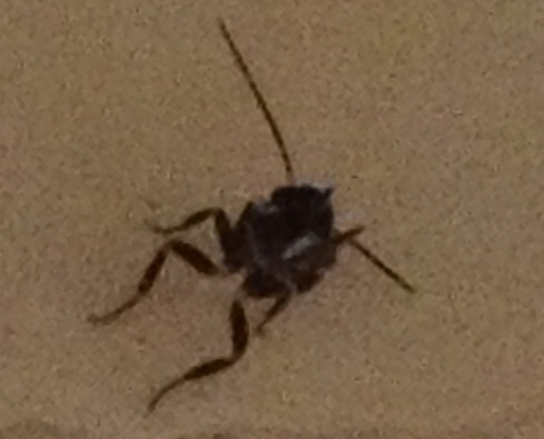 請問這是甚麼蟲？