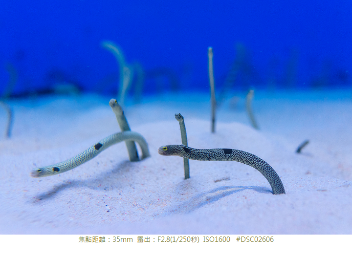 RX1R 沖縄美ら海水族館