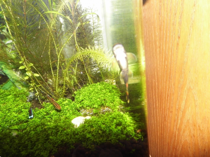 水草問題