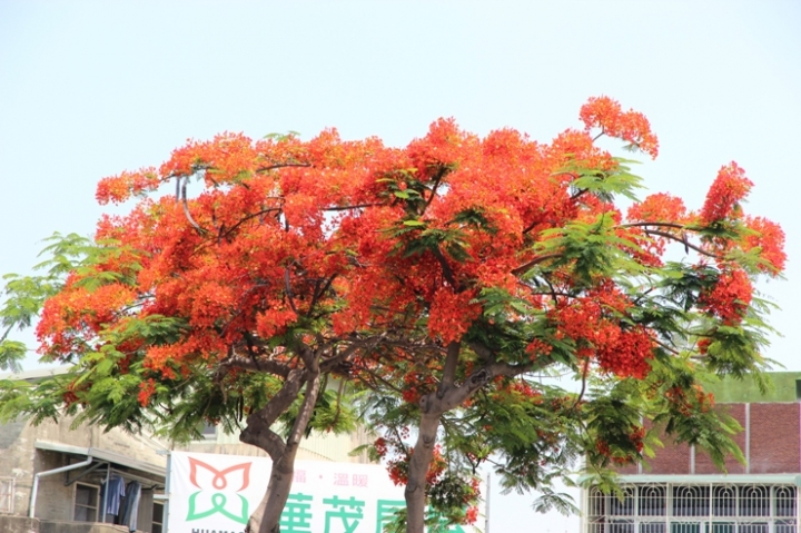 騎遊台南永康彩繪眷村，老兵不死，只是凋零…