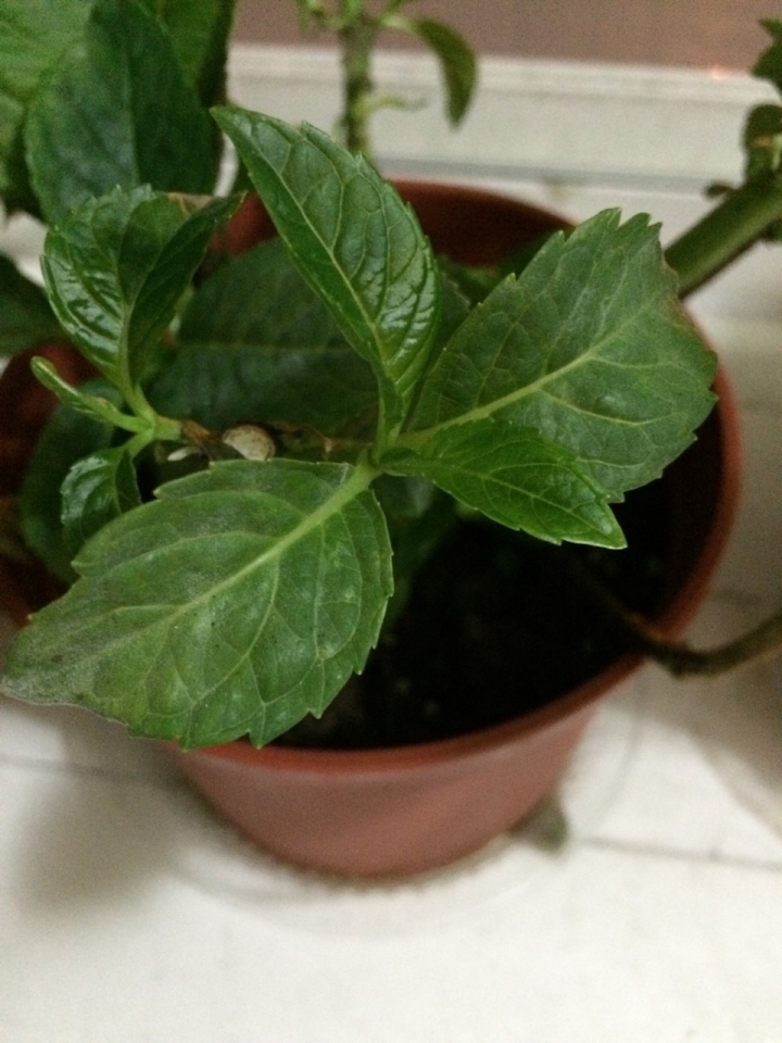 求解 這植物的葉片到底生了什麼病 有辦法根治嗎？