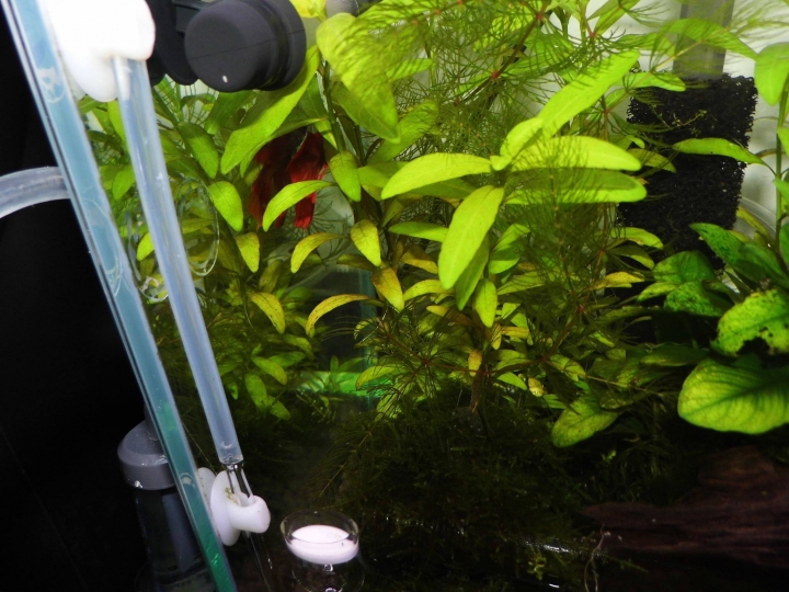 水草問題