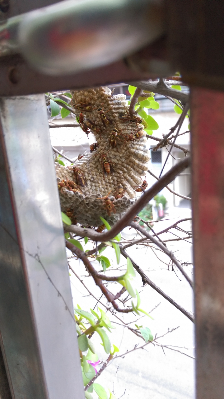 這隻蜜蜂是?