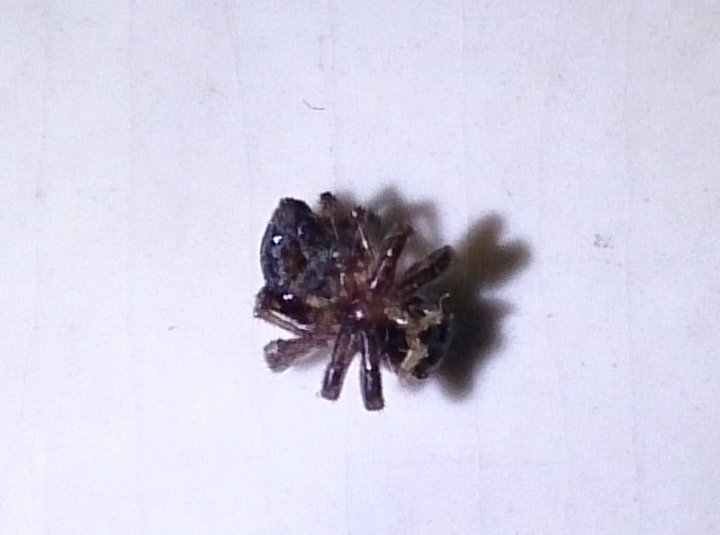 請問露營版的先進，知道照片中的昆蟲是什麼嗎？是恙蟲嗎？