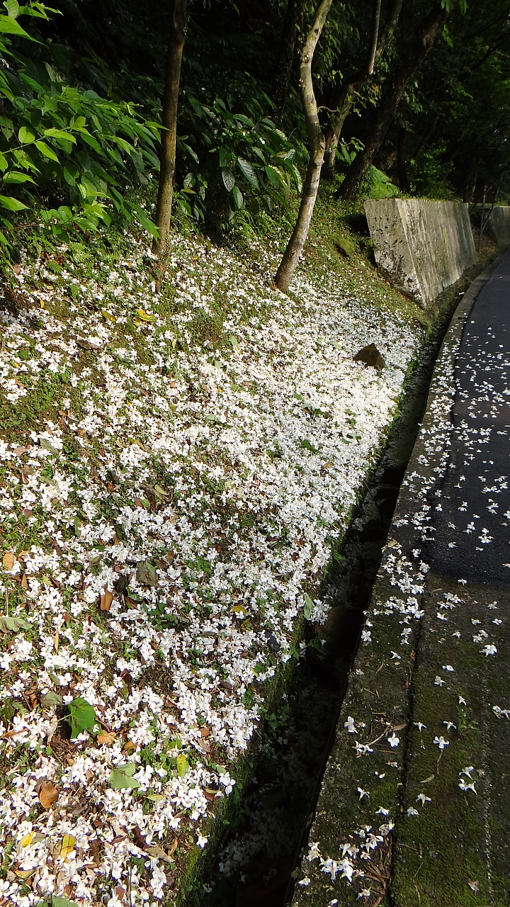 20150501汐平公路桐花滿載
