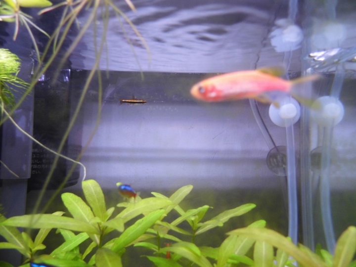 水草問題