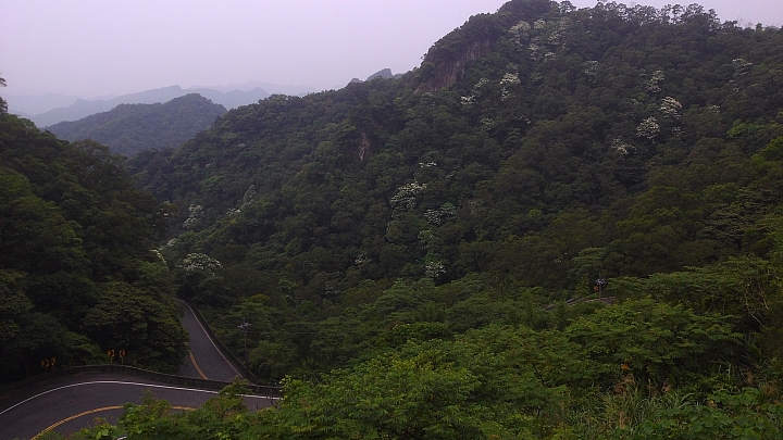20150501汐平公路桐花滿載