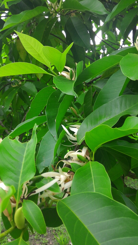 請教玉蘭花分枝繁殖