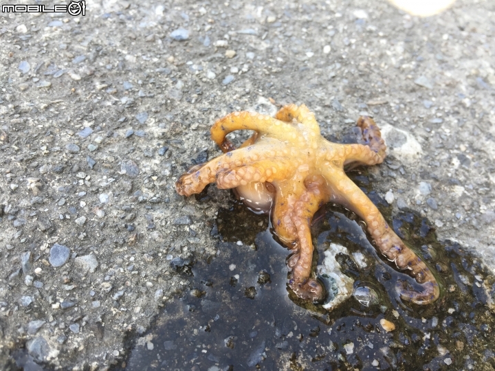 .這是在東北角不小心吸到我朋友的章魚.