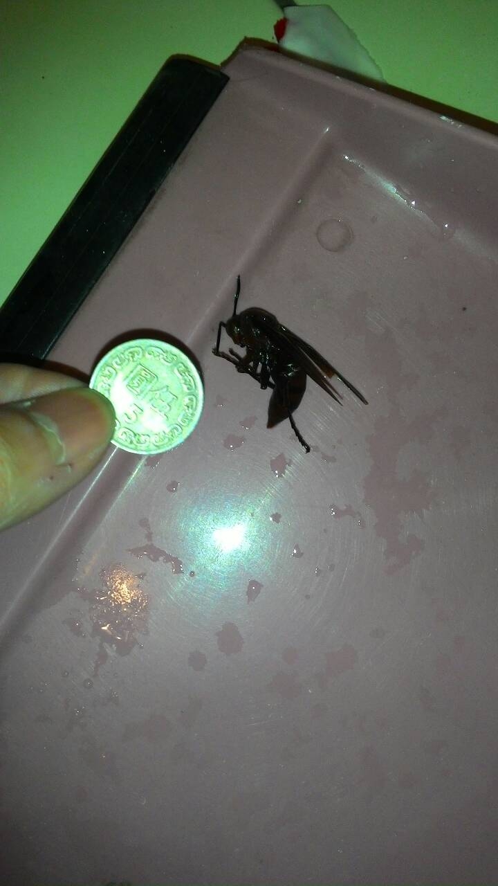 請問這是甚麼蜂?
