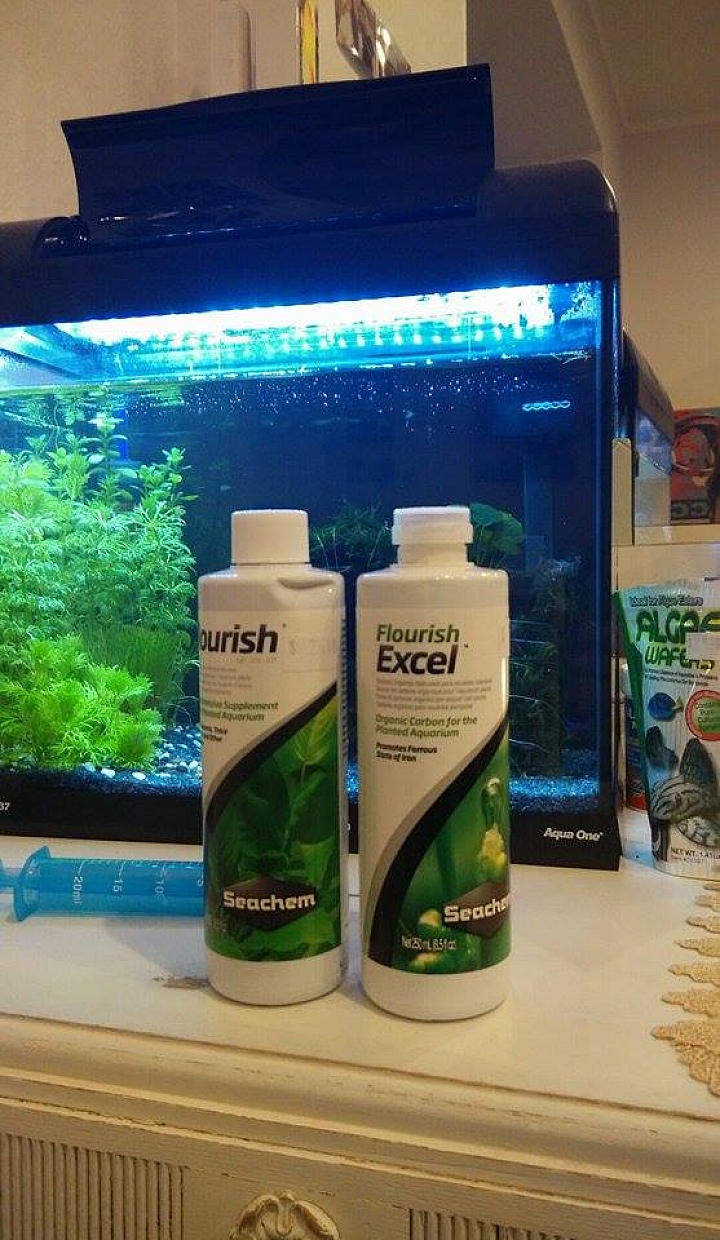 (水族)(求助)水草上的不明物體