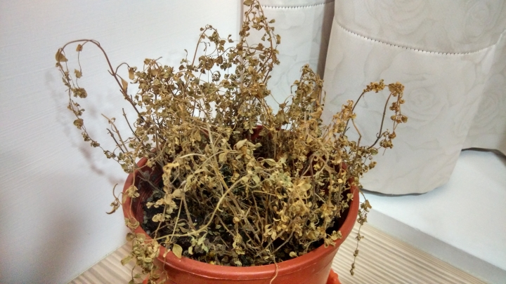 請幫我看看我的野兔耳.熊貓竹芋.瑪莉安.嫣紅蔓.還有愛玉粗勒草.百里香