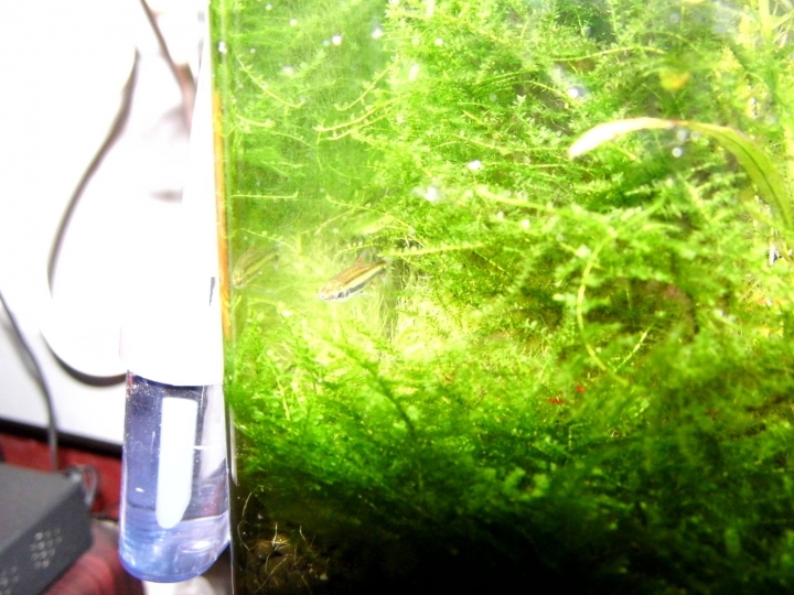 水草問題