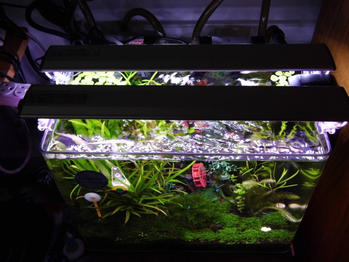 水草問題