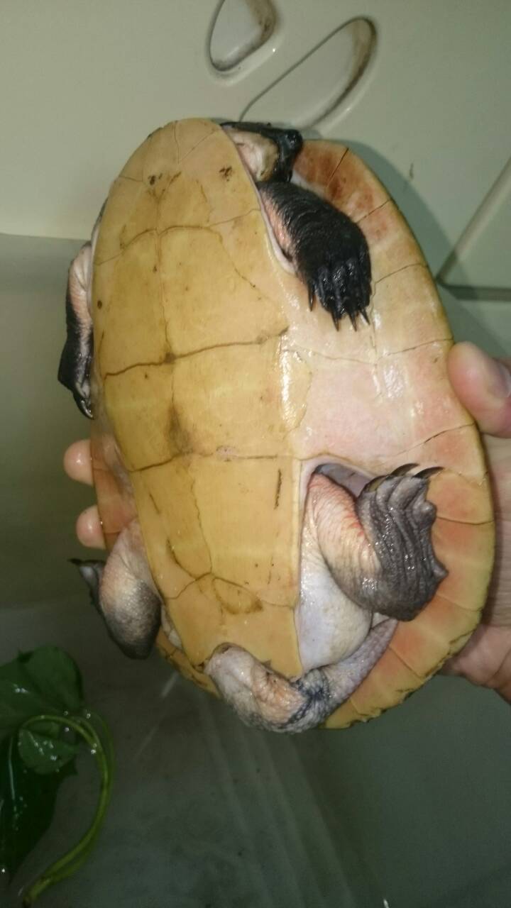 撿到烏龜