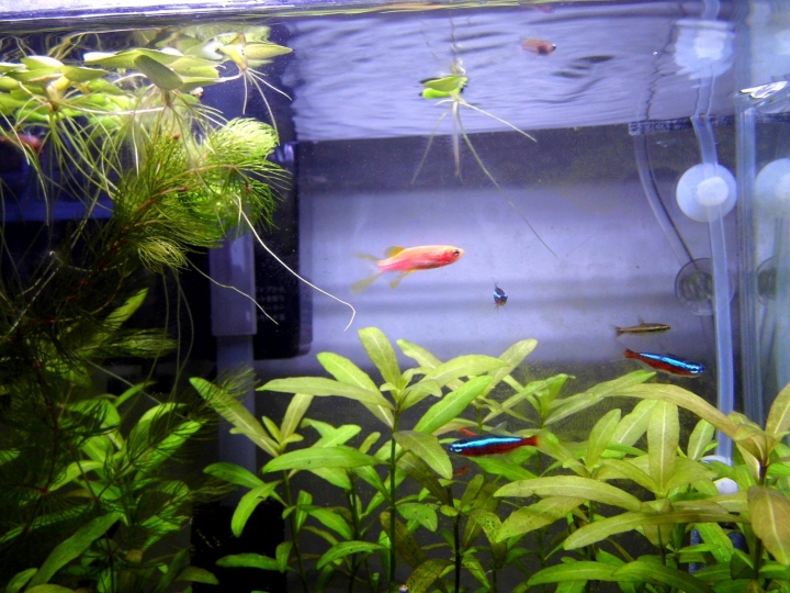 水草問題