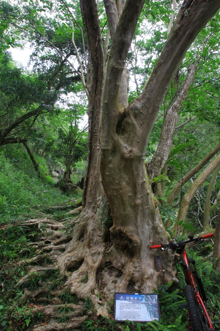 嘉南雲峰下豐山石盤谷單車O型環線