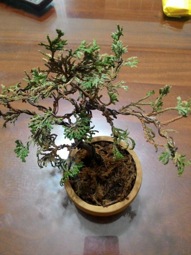 請問這盆還有救嗎？