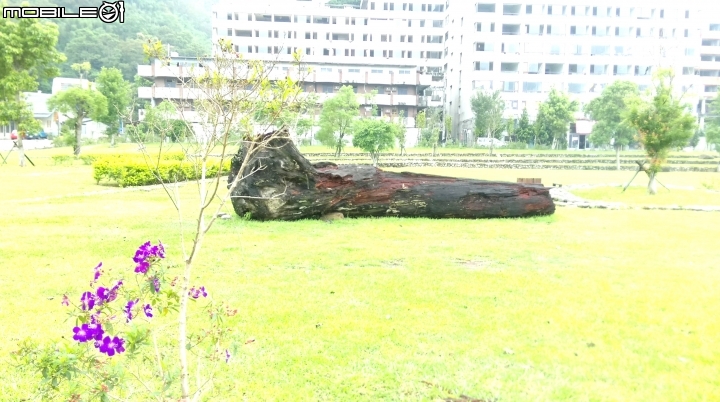 桃園阿姆坪.慈湖散步遊