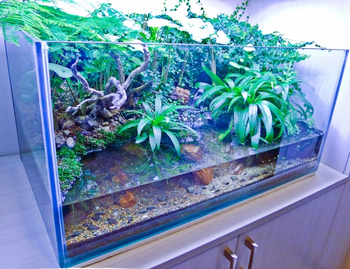 [慶祝開板]我的室內生態缸~