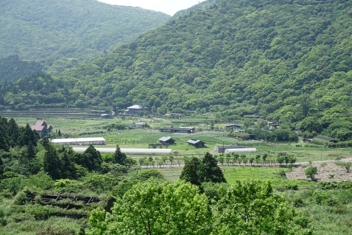 夢遊仙境之竹子湖、擎天崗行