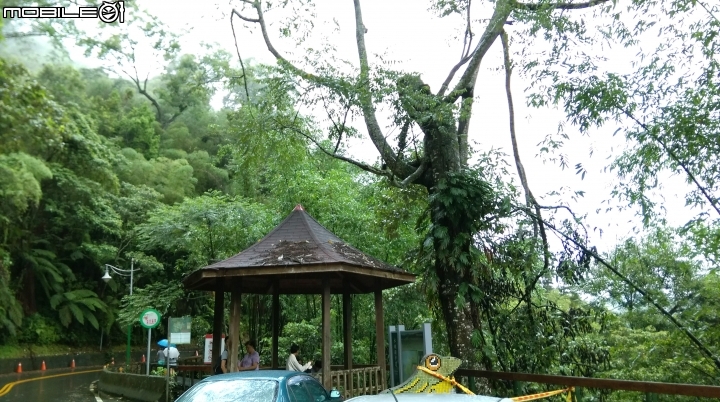 南投日月潭的九隻水蛙