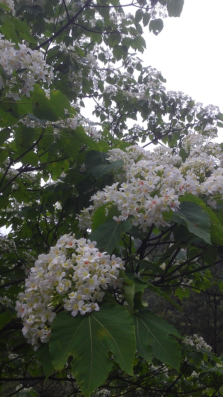 20150501汐平公路桐花滿載