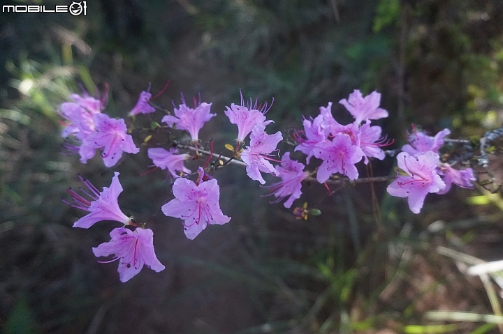 2015.05.18-志佳陽大山(天氣優.悠.呦)