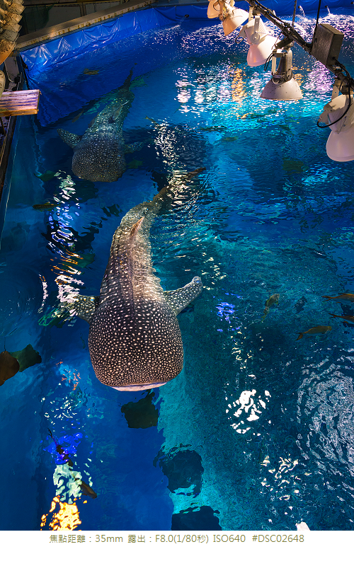 RX1R 沖縄美ら海水族館