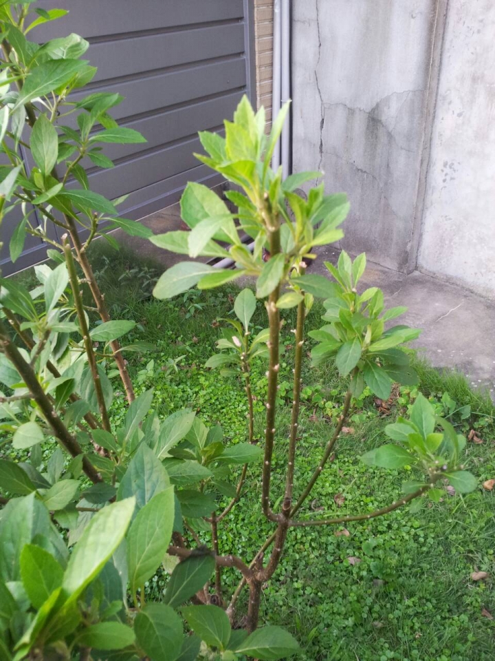 請問01的神人 這株植物的葉子 可以生吃嗎 ？