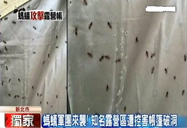 (轉載)螞蟻軍團來襲！ 知名露營區遭控害帳篷破洞