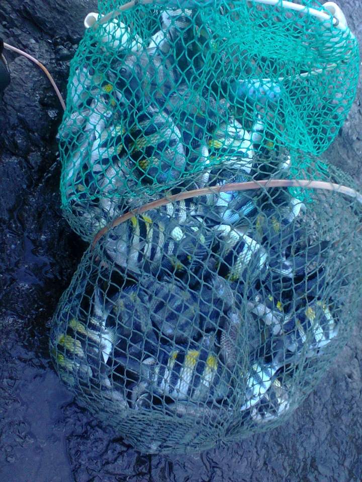 厚殼釣遊