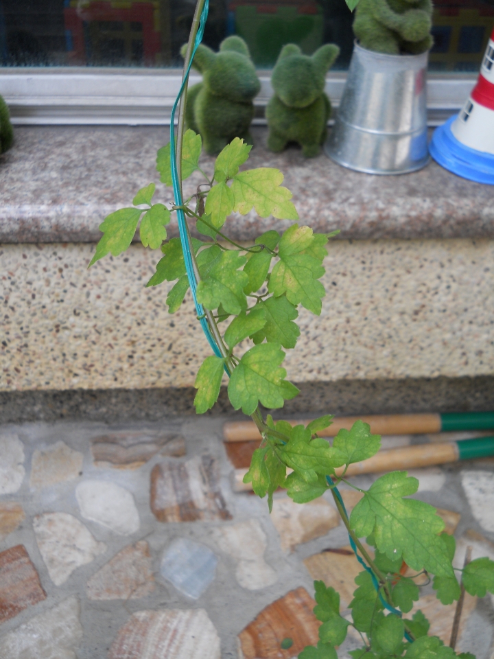 請問這些是什麼植物?