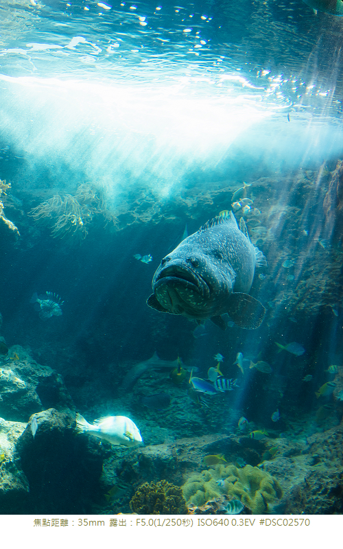 RX1R 沖縄美ら海水族館