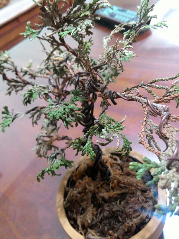 請問這盆還有救嗎？